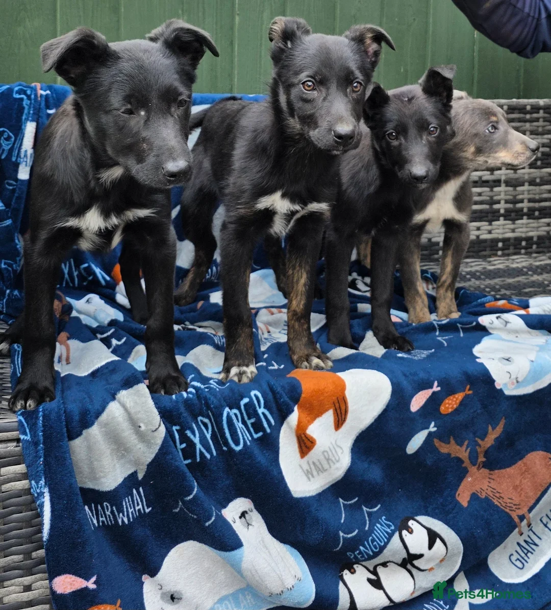 Mixed Breed dogs for sale: Beautiful little mix puppies 1 boy and 3 girls 🥰 in Ruthin - Advert 2