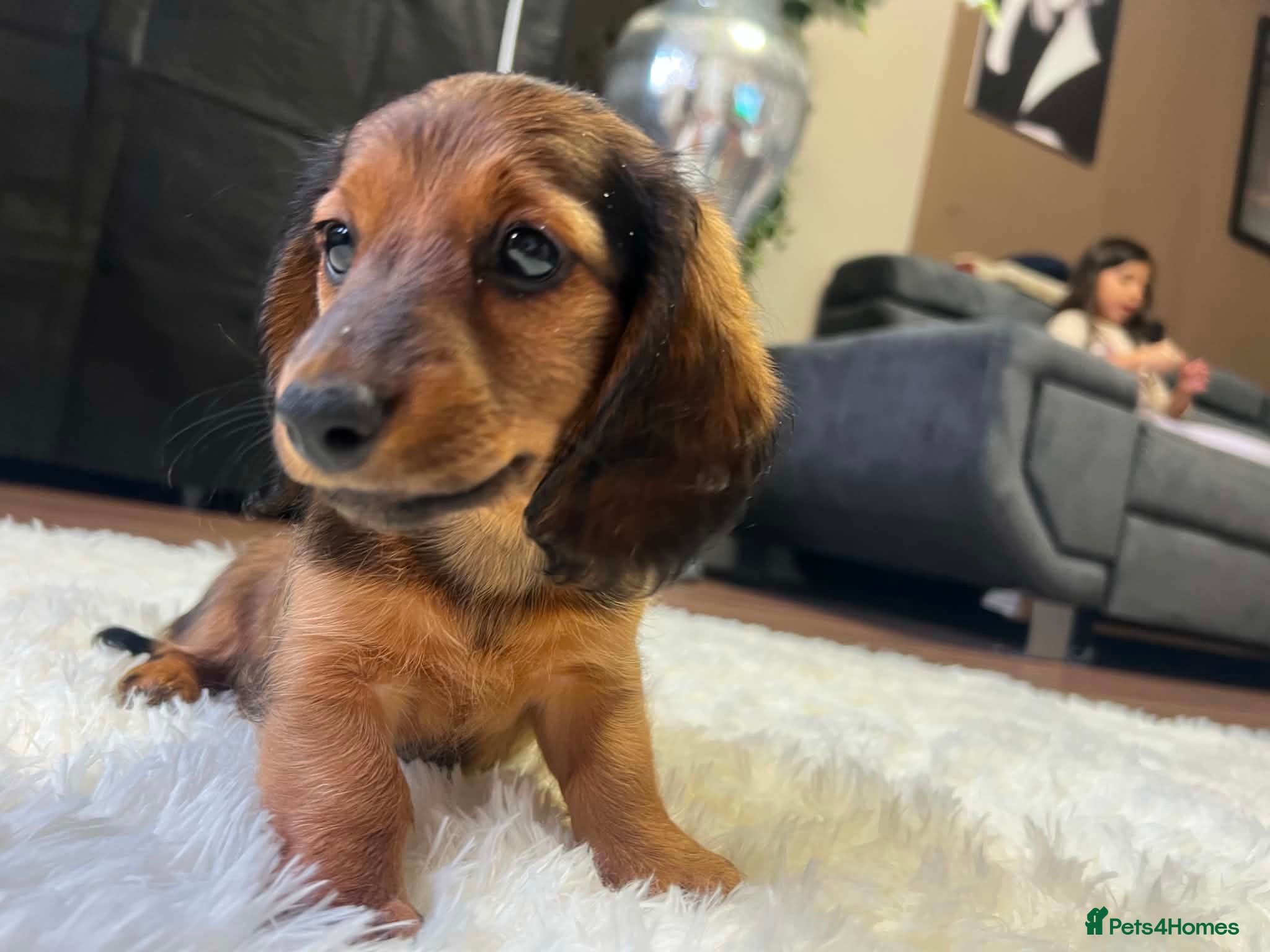 Miniature Dachshund dogs Reduced price -Mini longhair Dachshund female  - Advert 18