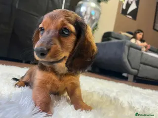 Miniature Dachshund dogs Reduced price -Mini longhair Dachshund female - Advert 18