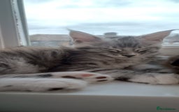 Maine Coon cats for sale: 🌟 Maine Coon Kittens Looking for Loving Homes 🌟 - Image 5