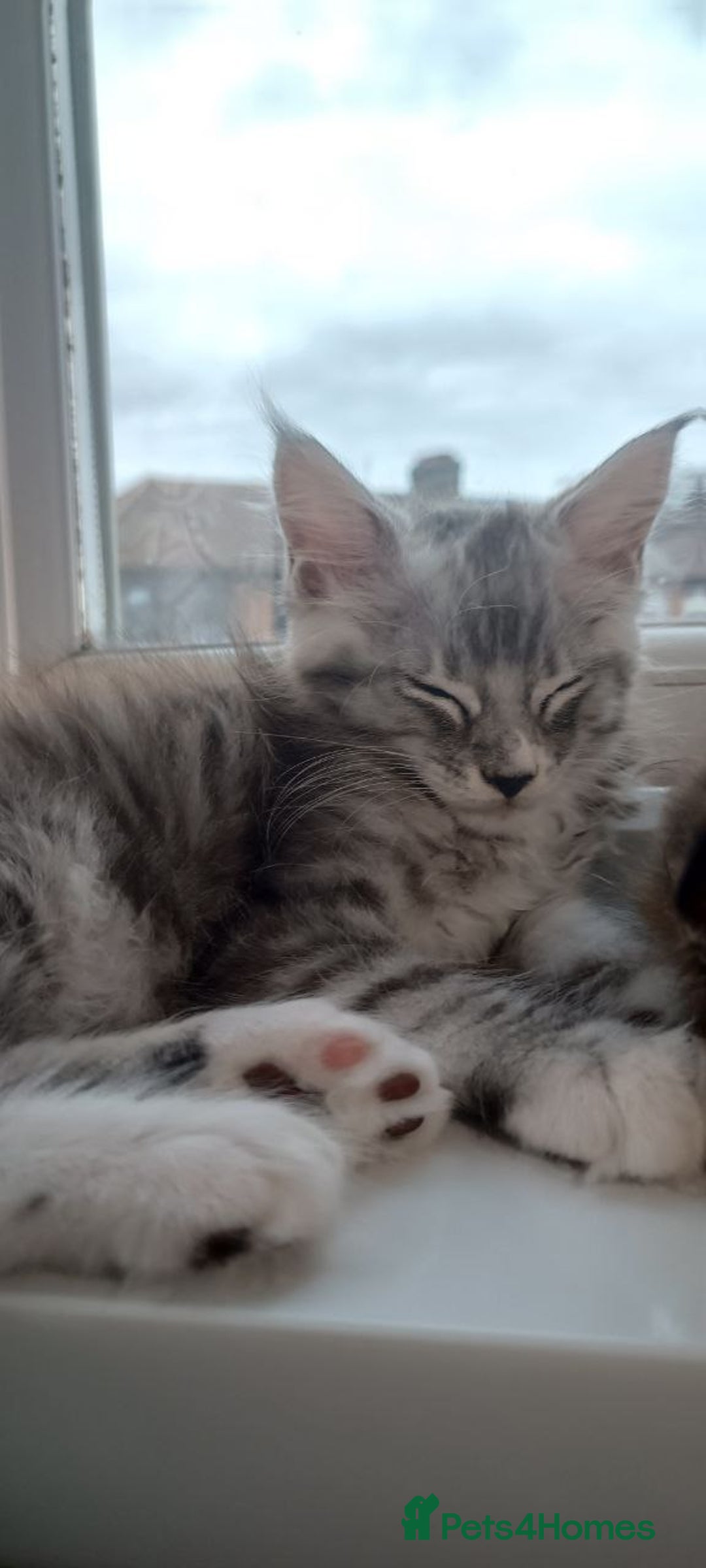 Maine Coon cats for sale: 🌟 Maine Coon Kittens Looking for Loving Homes 🌟 - Image 5