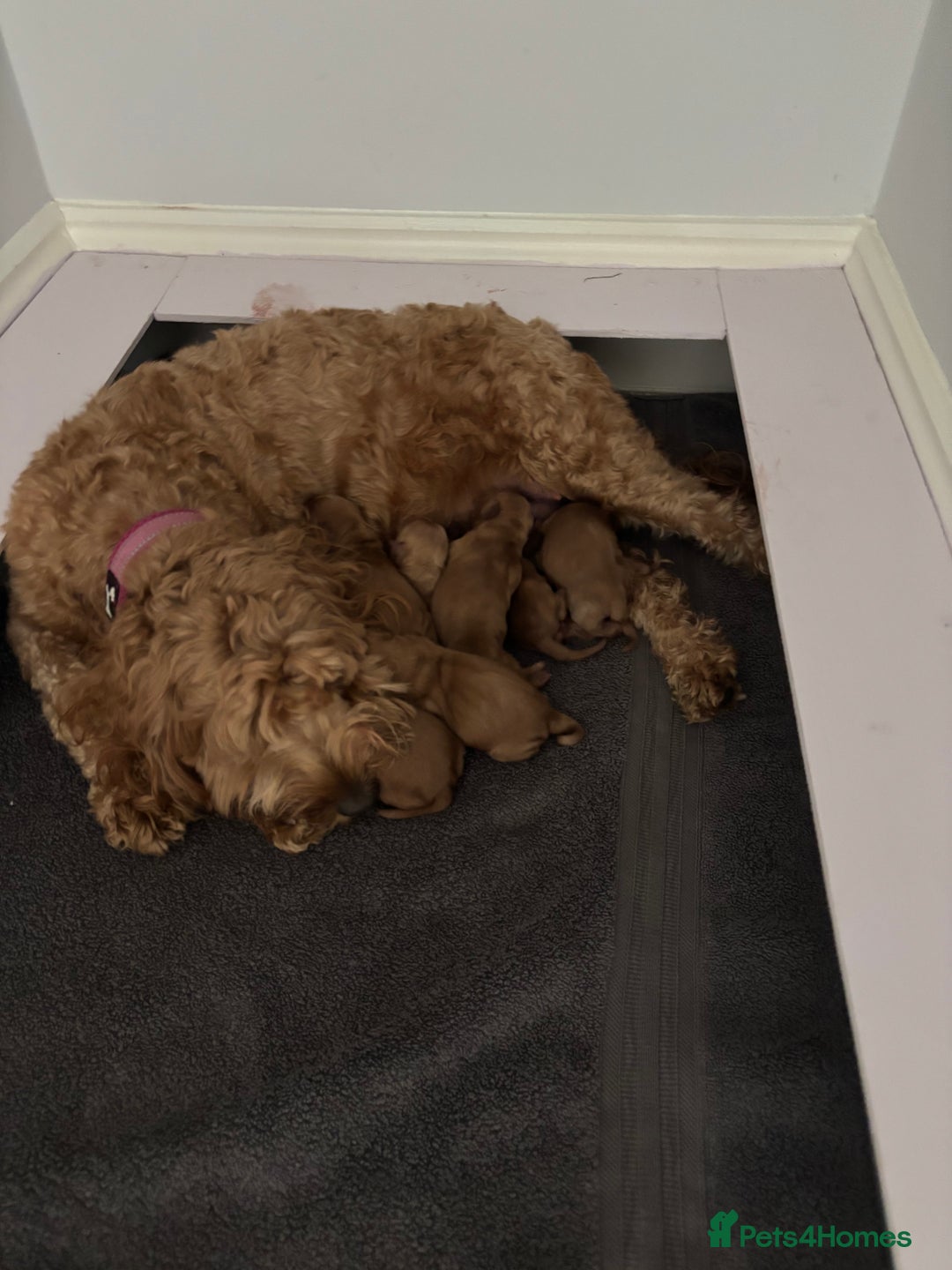 Cockapoo dogs for sale: 3 X boy Red Fox Cockapoo puppies for sale  - Image 6