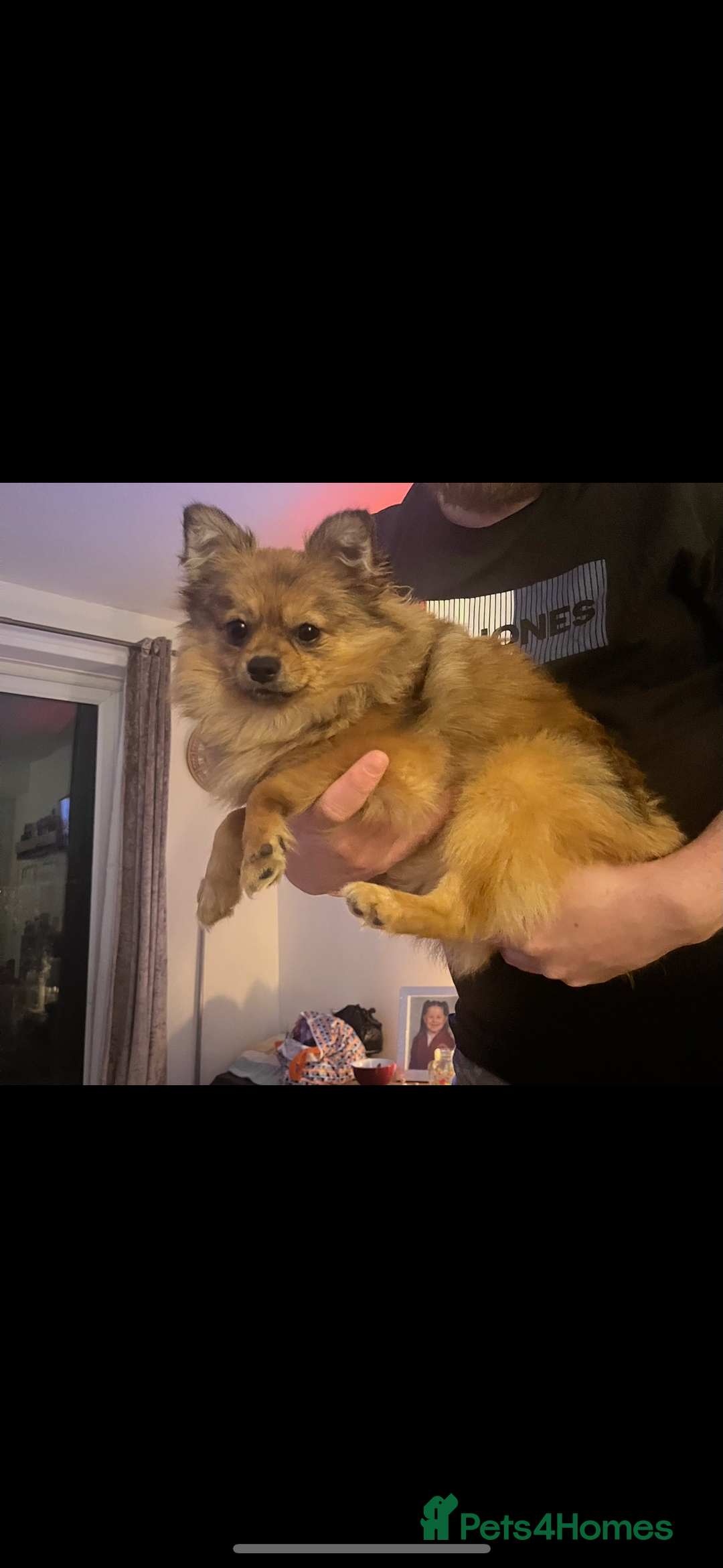 Chihuahua dogs for sale: Chihuahua and Pomchi puppies - Image 20