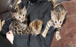 Bengal cats for sale: Stunning Bengal boys  - Image 7