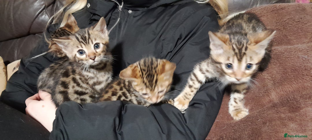 Bengal cats for sale: Stunning Bengal boys  - Image 7