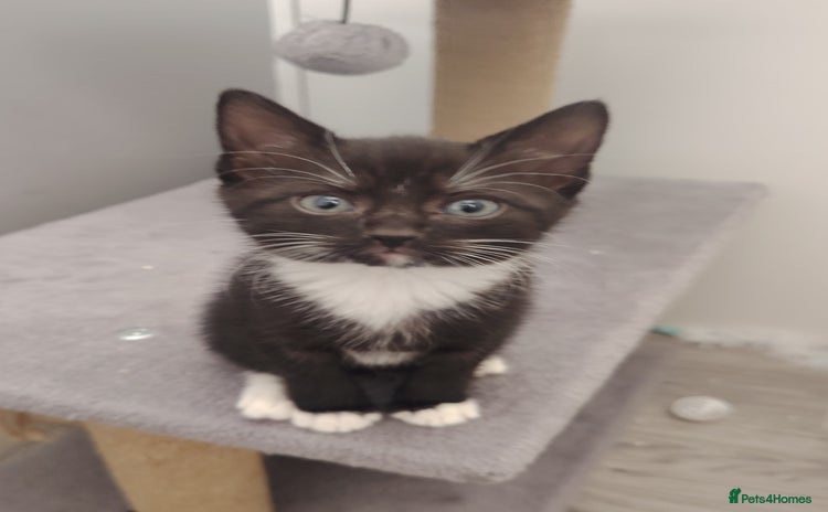 Domestic Shorthair cats - Advert 2