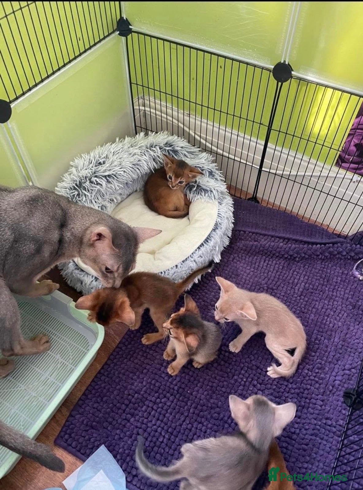 Abyssinian cats Blue Abyssinian Boy looking for a New home  - Advert 4