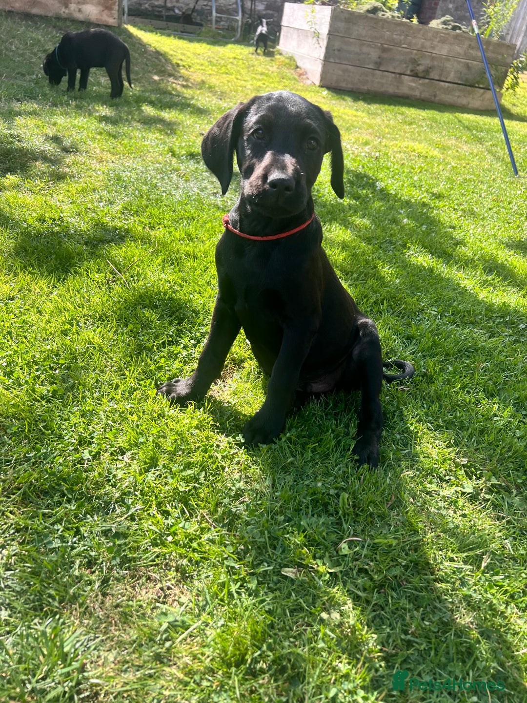 Labrador Retriever dogs for sale: KC Registered Black Labrador Pups 🐾 - Image 35