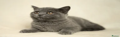 Deep Blue Female British Shorthair