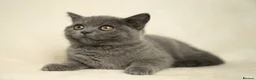 British Shorthair cats for sale: Blue British Shorthair 2 Kittens Left **MUST SEE** - Advert 6