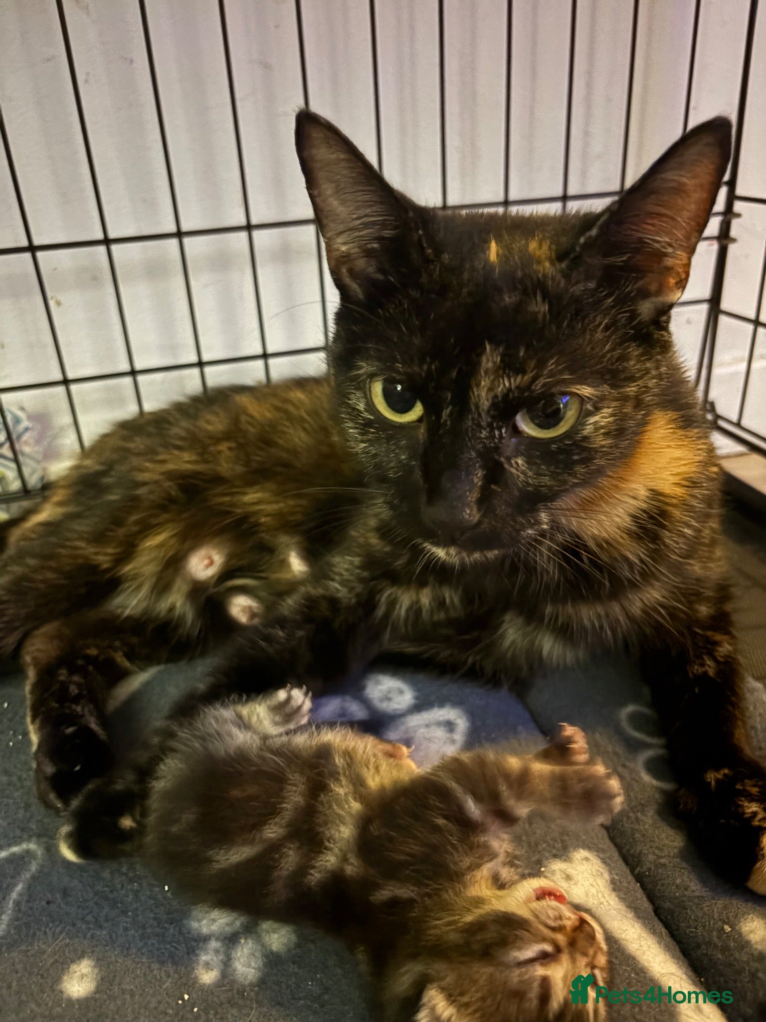 Mixed Breed cats 2 gorgeous female kittens  - Advert 1