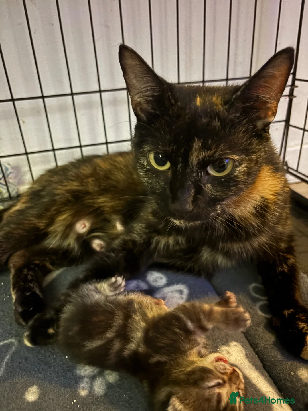 Mixed Breed cats for sale: 2 gorgeous female kittens  in Glasgow - Advert 1