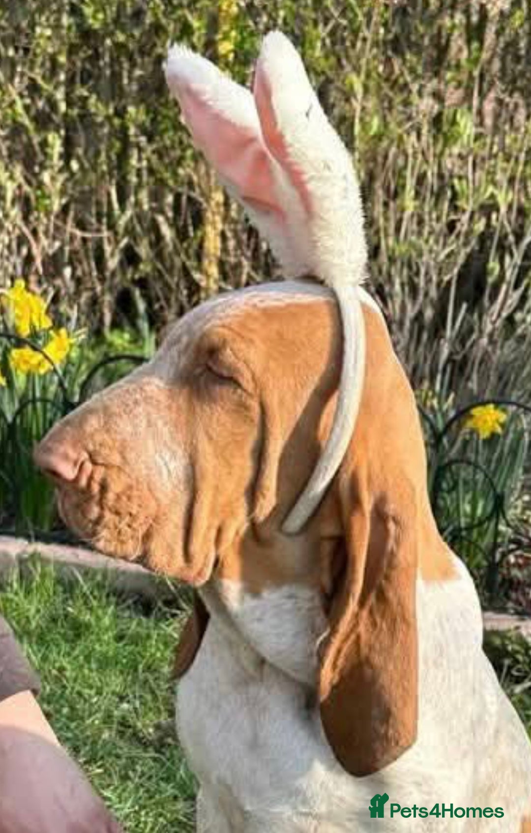 Bracco Italiano dogs for sale: KC TOP QUALITY BRACCO PUP AVAILABLE  - Advert 32