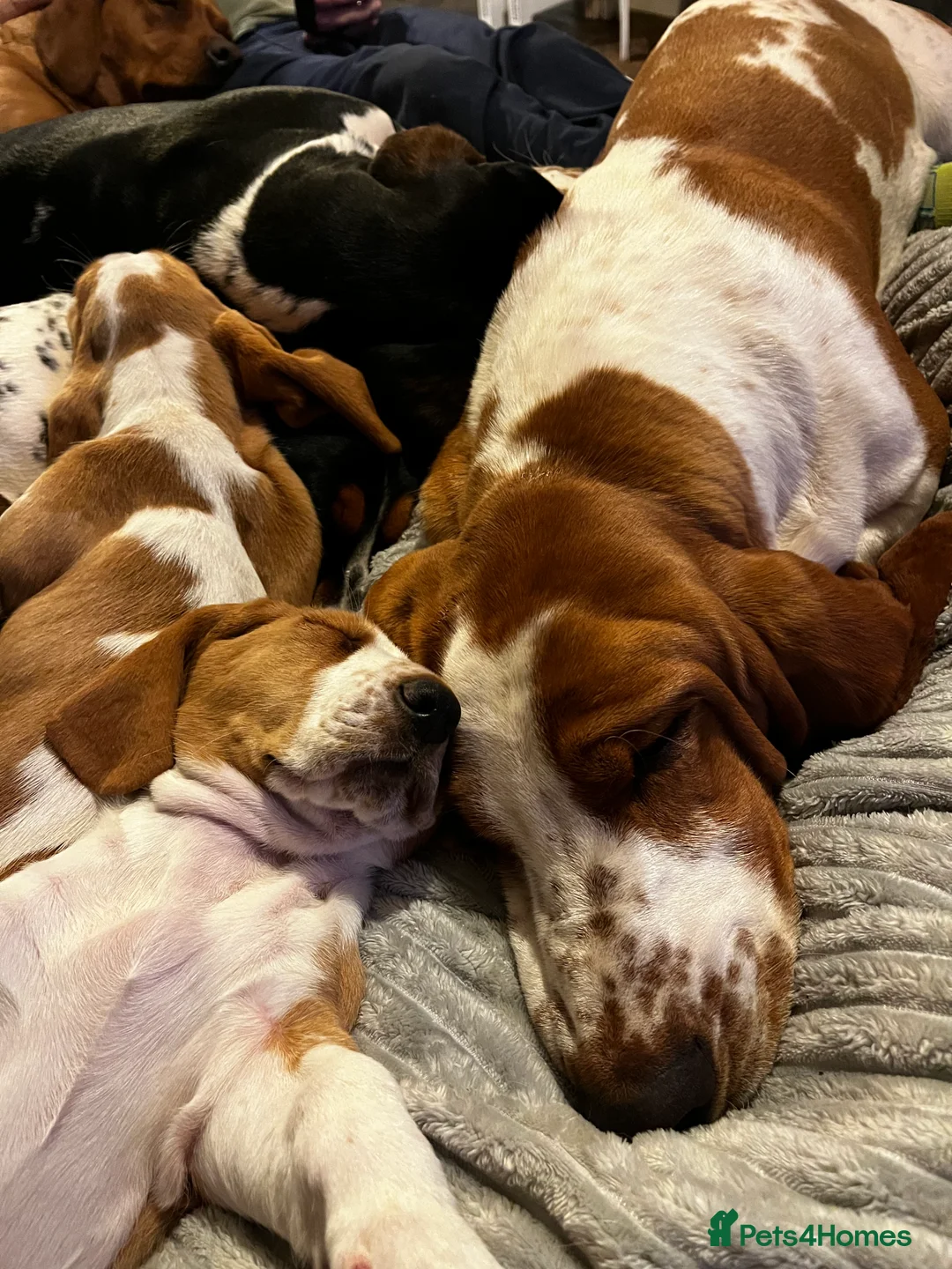 Basset Hound dogs for stud: Kc reg red and white proven Basset for stud in Cullompton - Advert 16