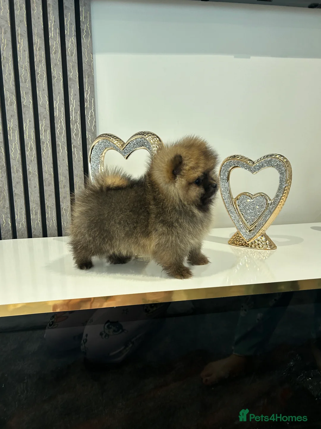 Pomeranian dogs for sale: 3 XXS FULL POMERANIAN RUSSIAN BREED PUPS  - Advert 12