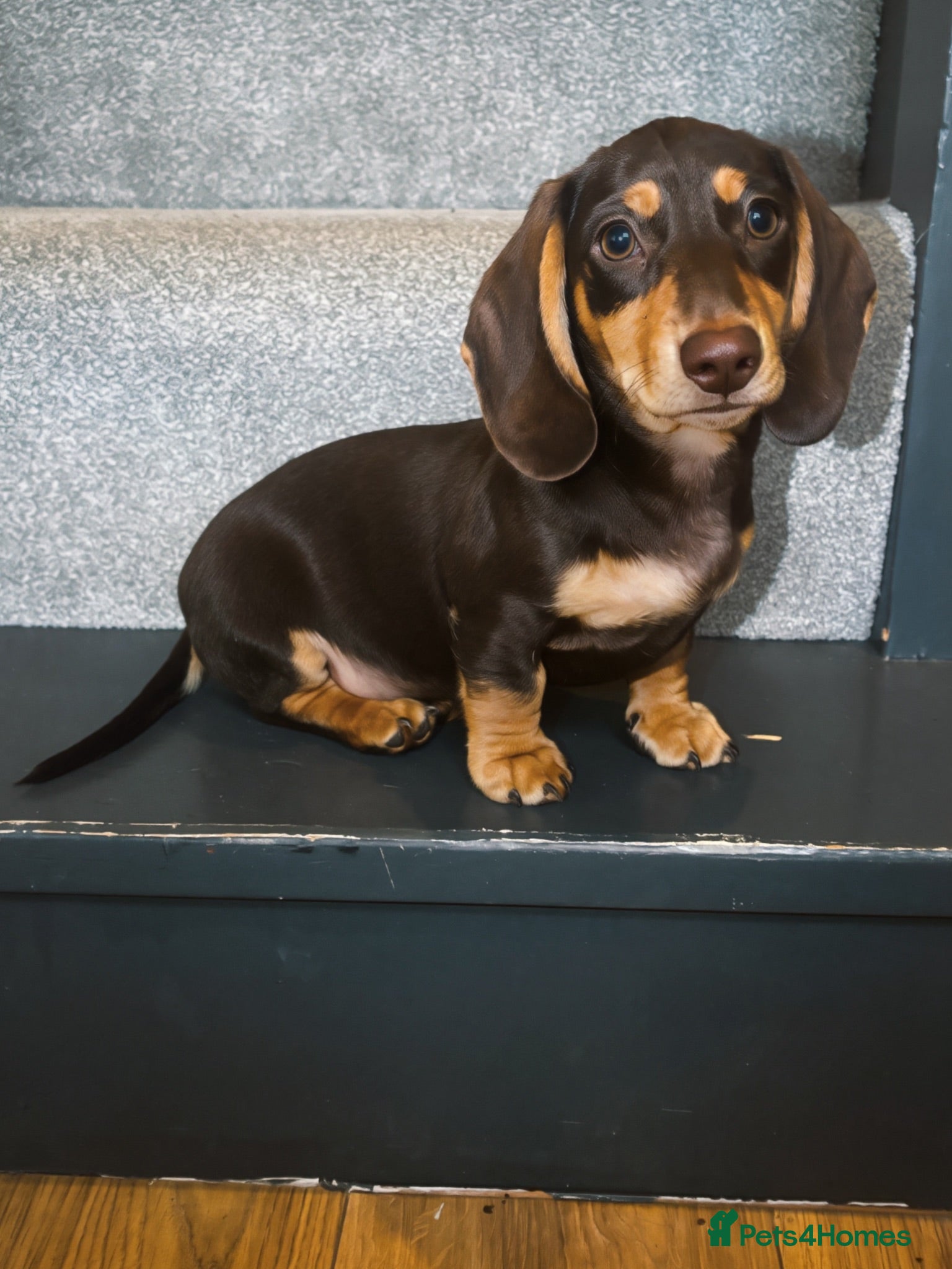 Miniature Dachshund dogs Beautiful Chocolate & Cream Miniature Dachshund - Advert 4