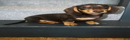 Miniature Dachshund dogs for sale: Beautiful Chocolate & Cream Miniature Dachshund - Advert 1