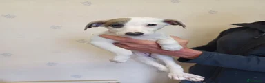 Whippet Puppy 4
