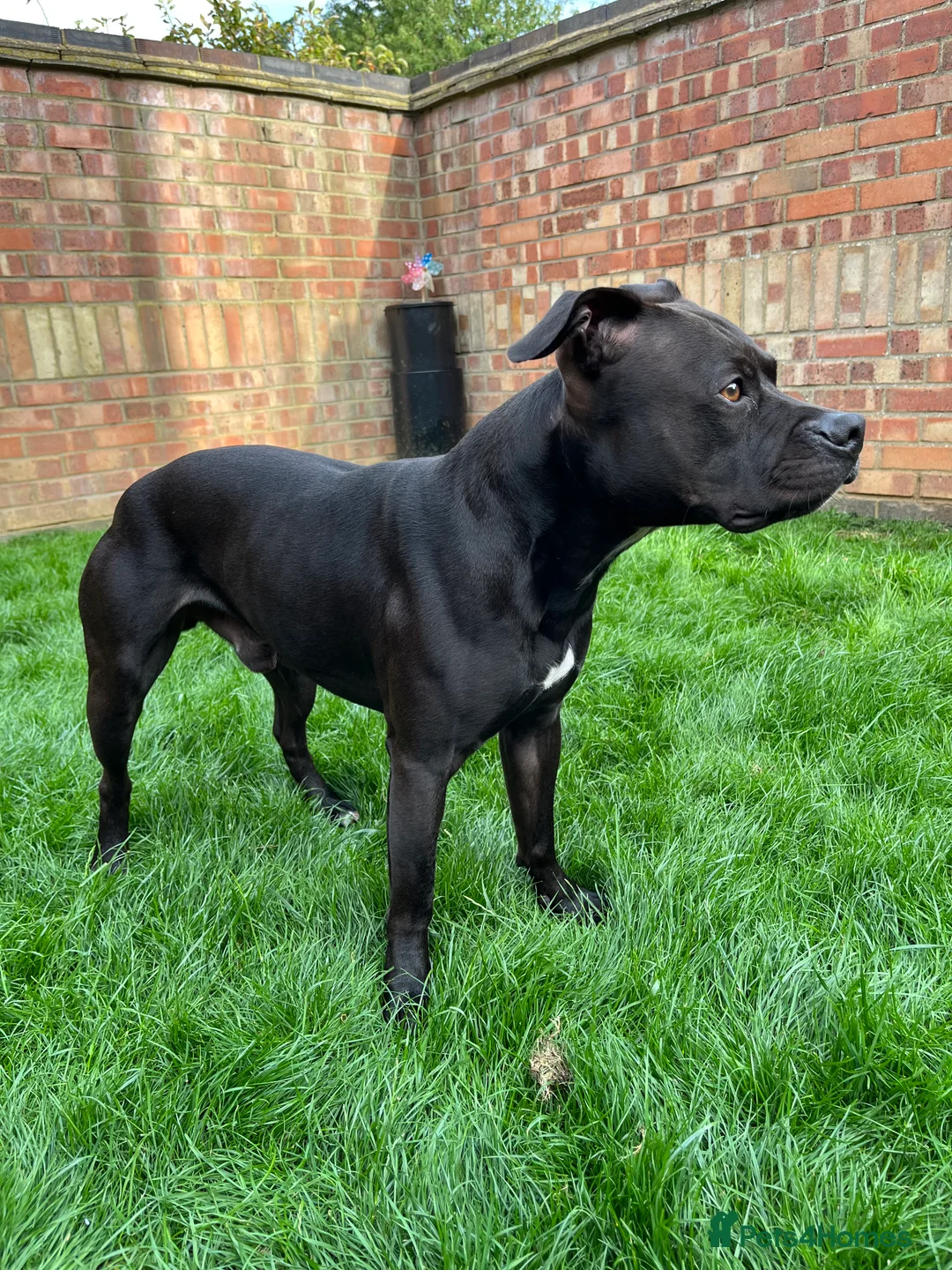 Staffordshire Bull Terrier dogs for stud: Staffordshire bull terrier for stud (Proven) in Peterborough - Advert 2