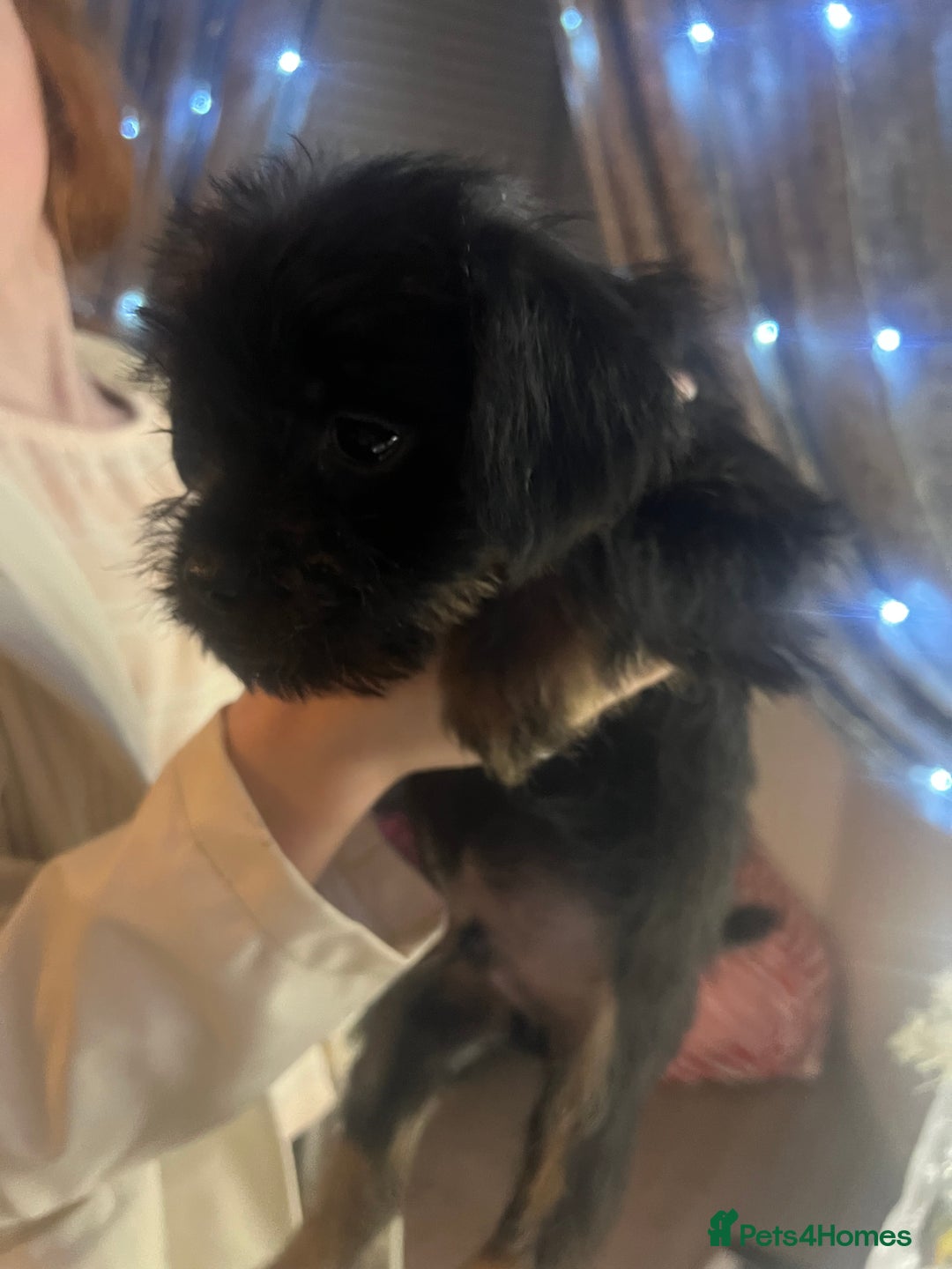 Mixed Breed dogs for sale: Jackapoo frenchy - Advert 16