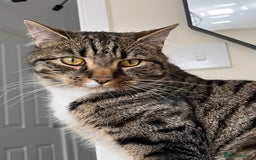 Mixed Breed cats for sale: Brown and white tabby cat - Image 4