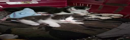 Maine Coon cats for sale: 3 Maine coon / British shorthair kittens  - Advert 9
