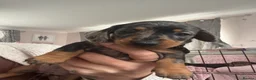 Miniature Dachshund dogs for sale: Beautiful babies - Advert 18