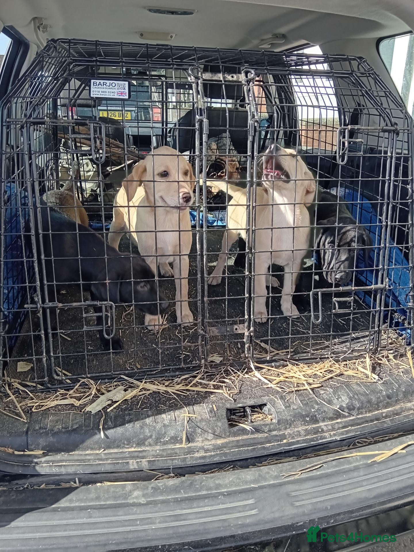Labrador Retriever dogs Ready to go now Labrador pups for sale.  - Advert 7