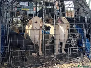 Labrador Retriever dogs Ready to go now Labrador pups for sale. - Advert 7