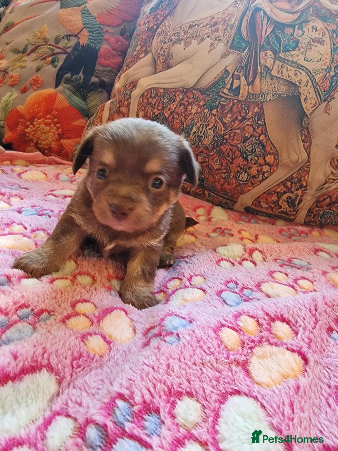 Chipoo dogs for sale: Poochi puppies - Advert 7