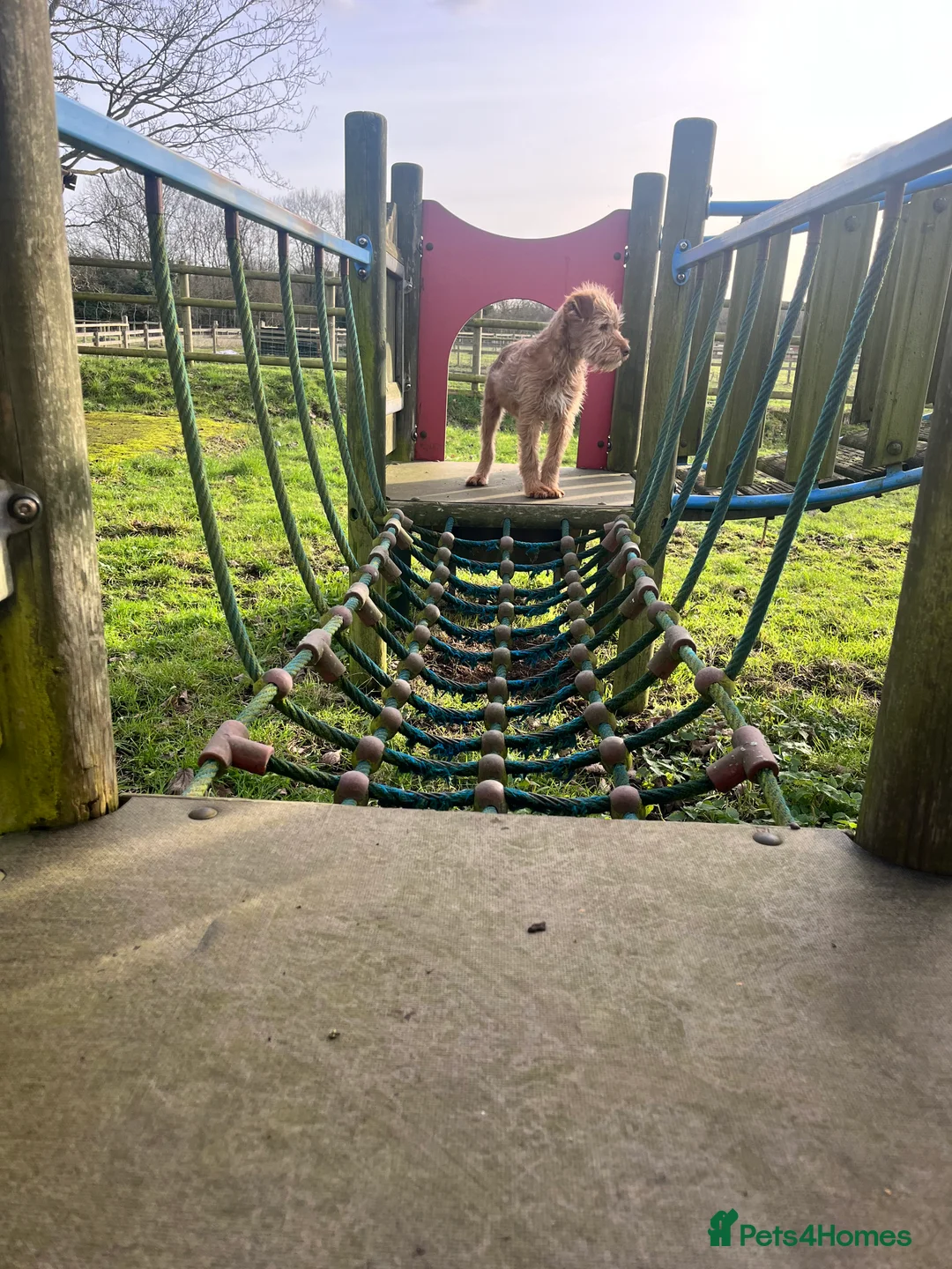 Soft Coated Wheaten Terrier dogs for sale: Irish wheaten terriers (Not soft coated)  - Advert 11