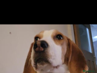 Foxhound dogs Home needed - Advert 2