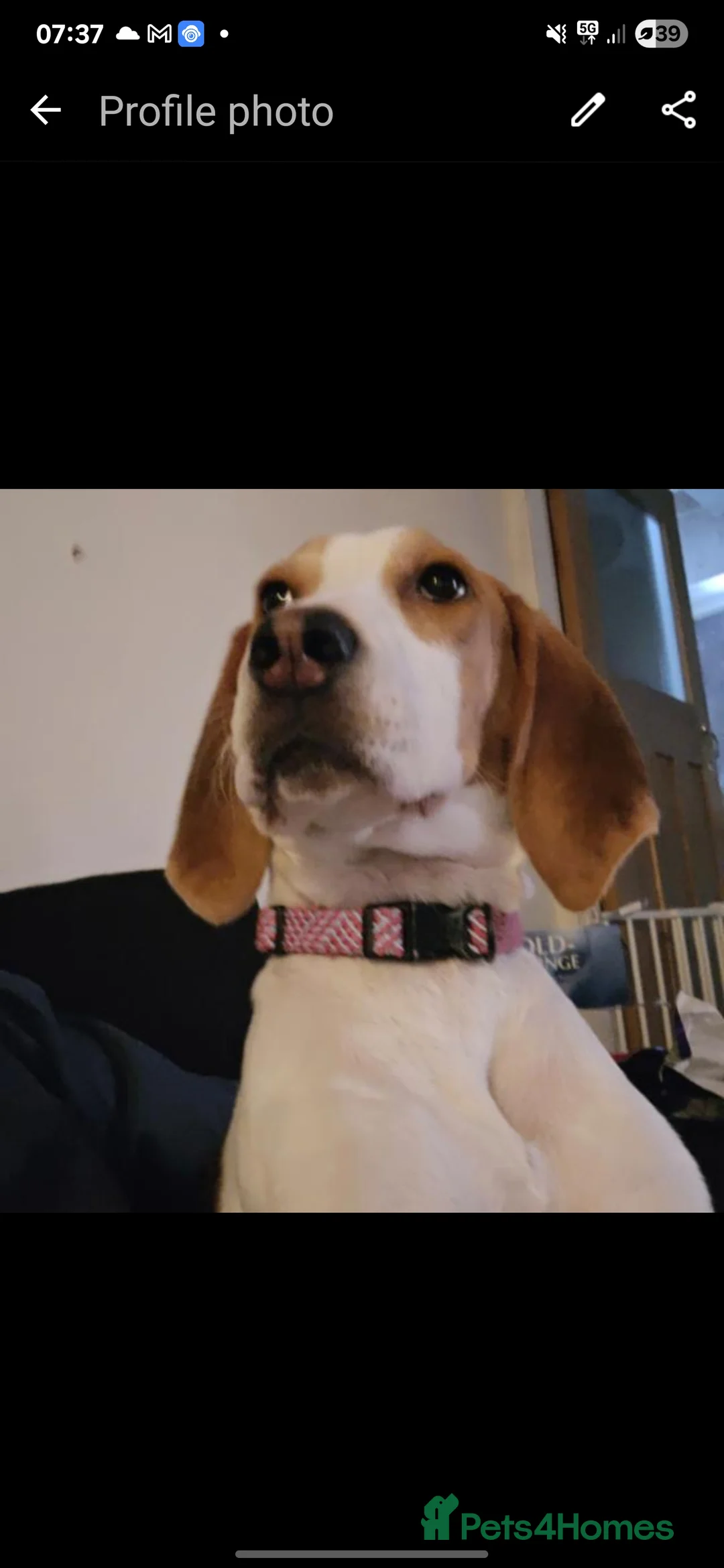 Foxhound dogs for sale: Home needed  - Advert 1