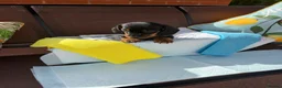 Miniature Dachshund dogs for sale: A litter of 2 lovely dachshund pups - Advert 35