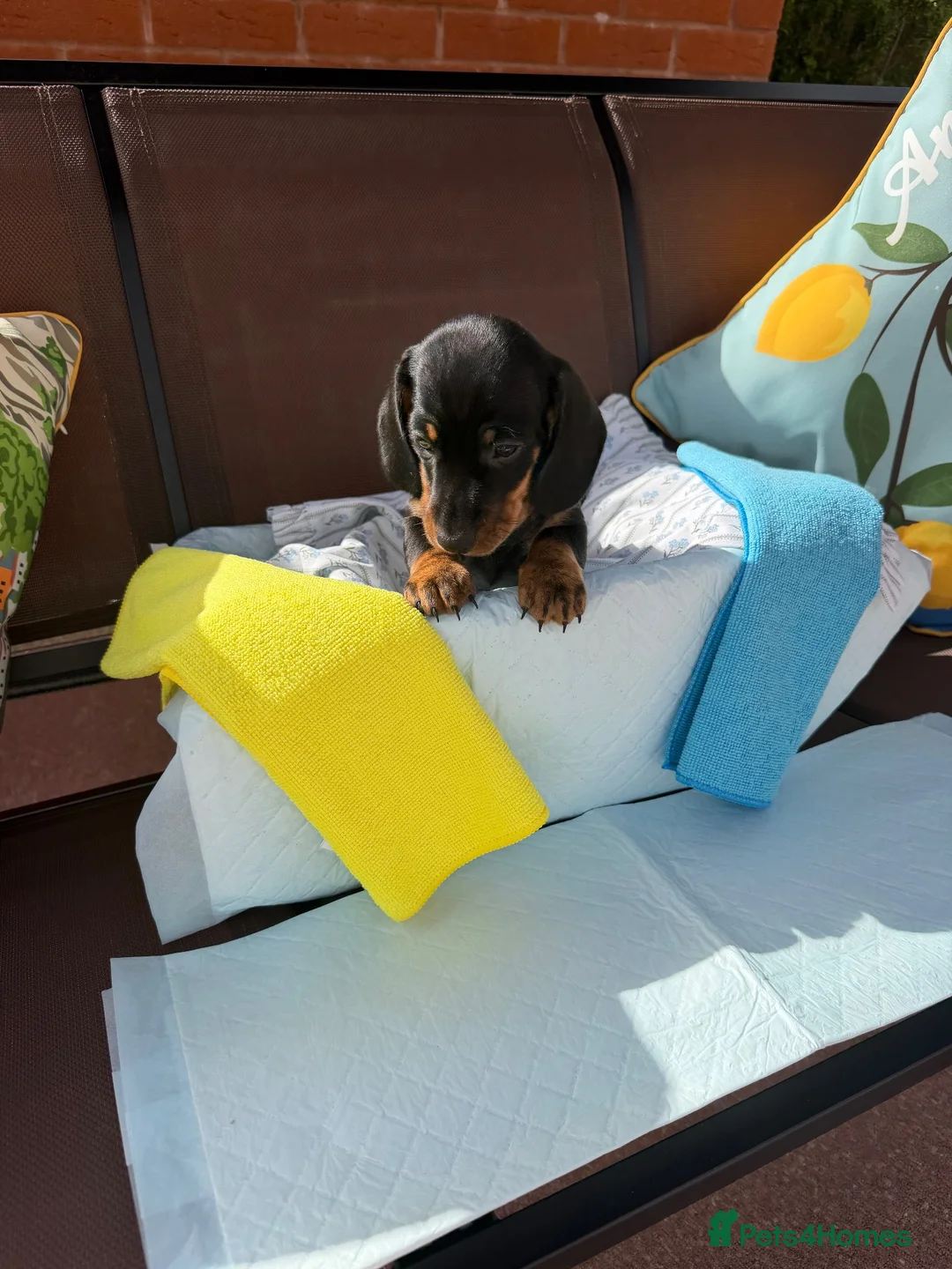 Miniature Dachshund dogs for sale: A litter of 2 lovely dachshund pups - Advert 35