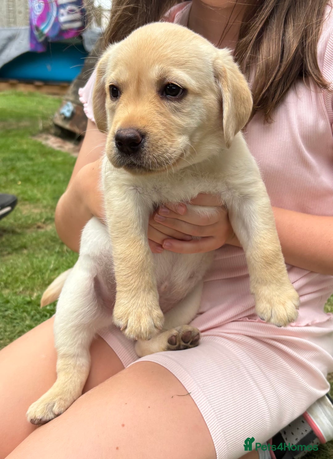 Labrador Retriever dogs for sale: KC reg Labrador puppies handled by children  - Image 16