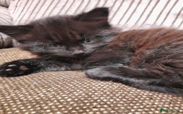 Mixed Breed cats for sale: 2 sweet kittens for sale - Advert 10