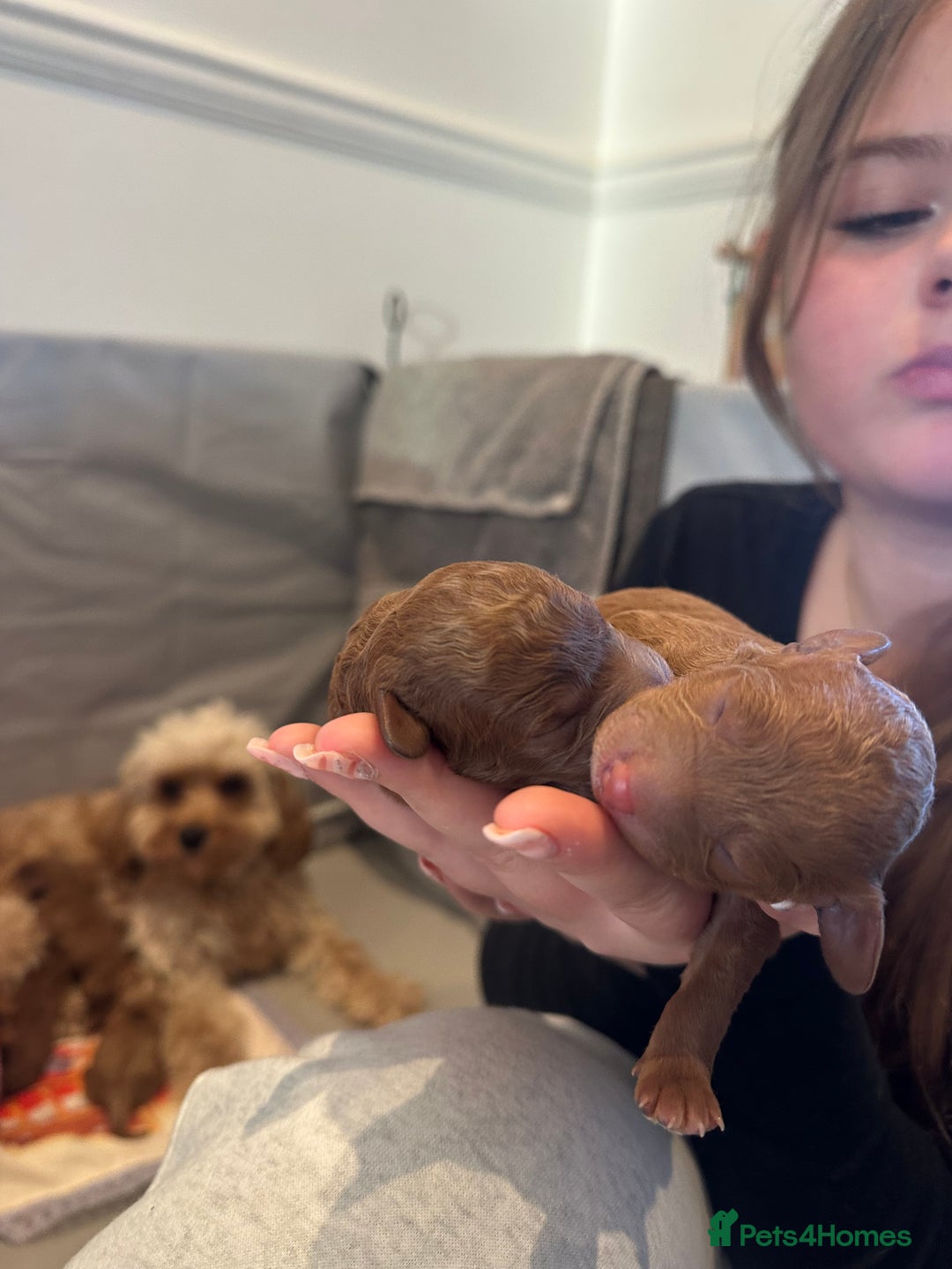 Cavapoo dogs for sale: Toy Cavapoo puppies  - Advert 2