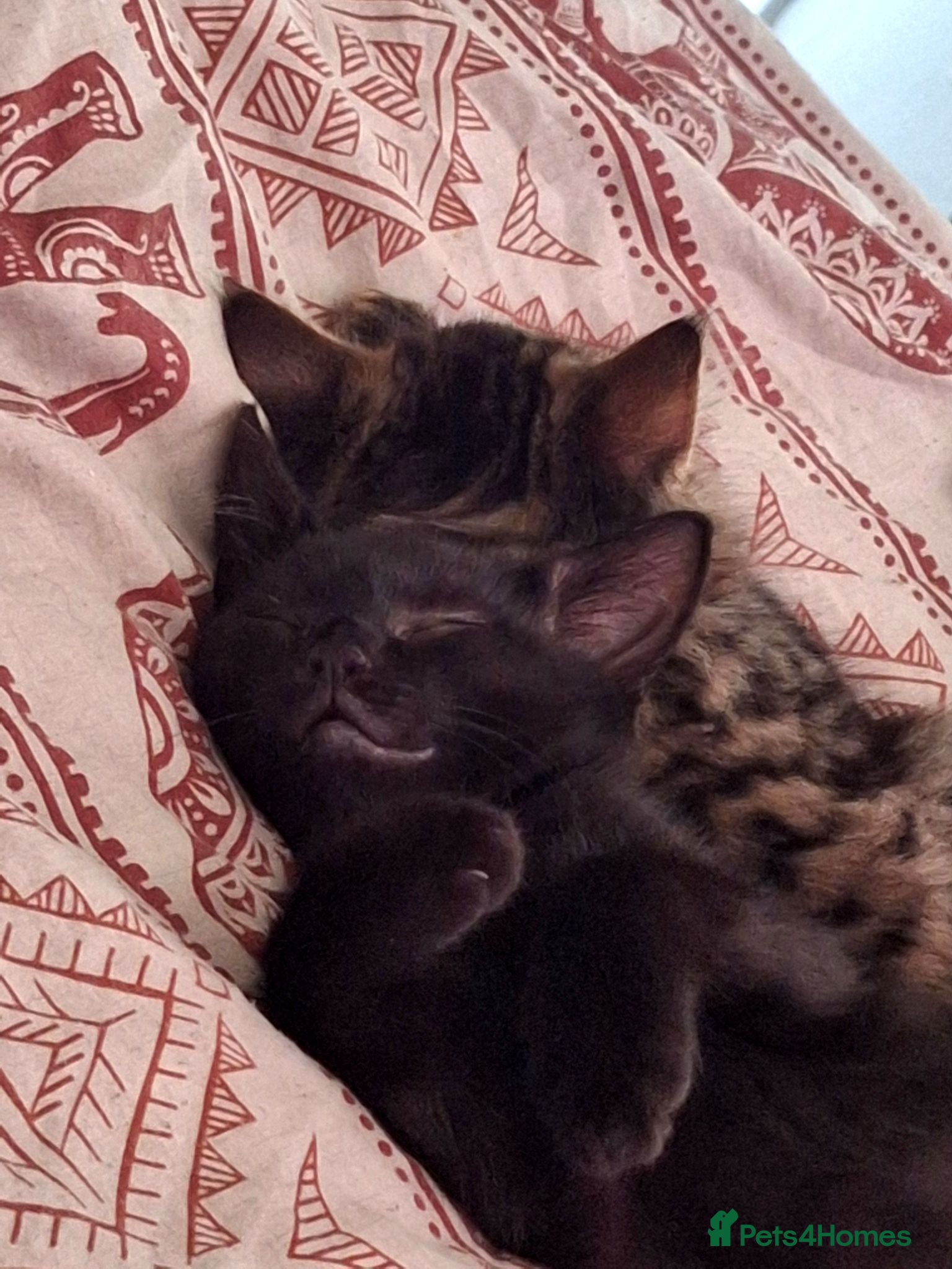 Mixed Breed cats The best black Boy kitten ready for new home!  - Advert 13
