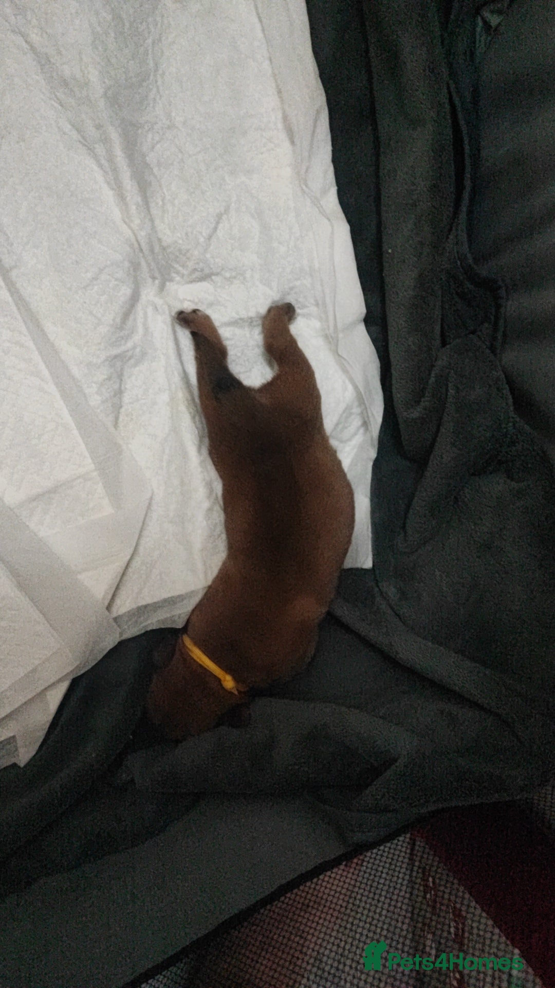 Mixed Breed dogs for sale: Dogue de bordeaux/ presa canario - Advert 3