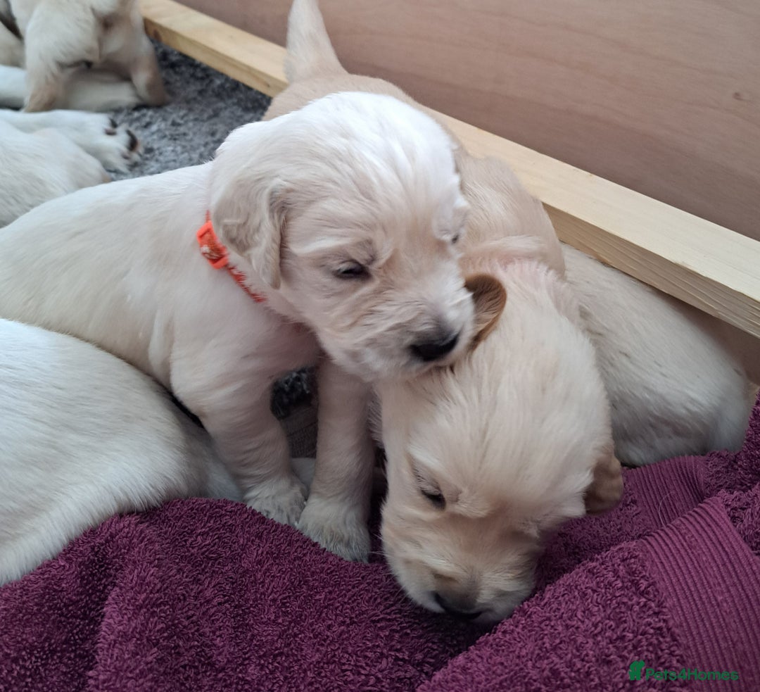 Golden Retriever dogs for sale: Gorgeous pedigree golden retriever puppies - Image 5