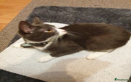 Mixed Breed cats for sale: playful lovely kitten grey torti cute girls boys - Image 22