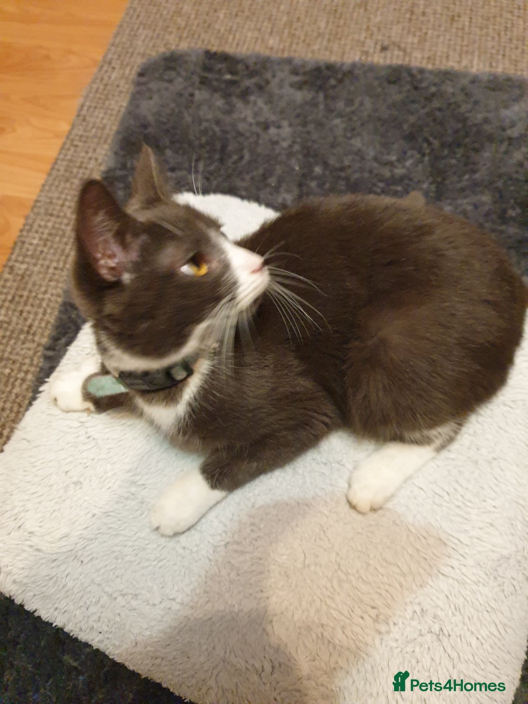 Mixed Breed cats for sale: playful lovely kitten grey torti cute girls boys - Image 22