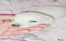 Miniature Poodle dogs for sale: Miniature poodle  - Image 3
