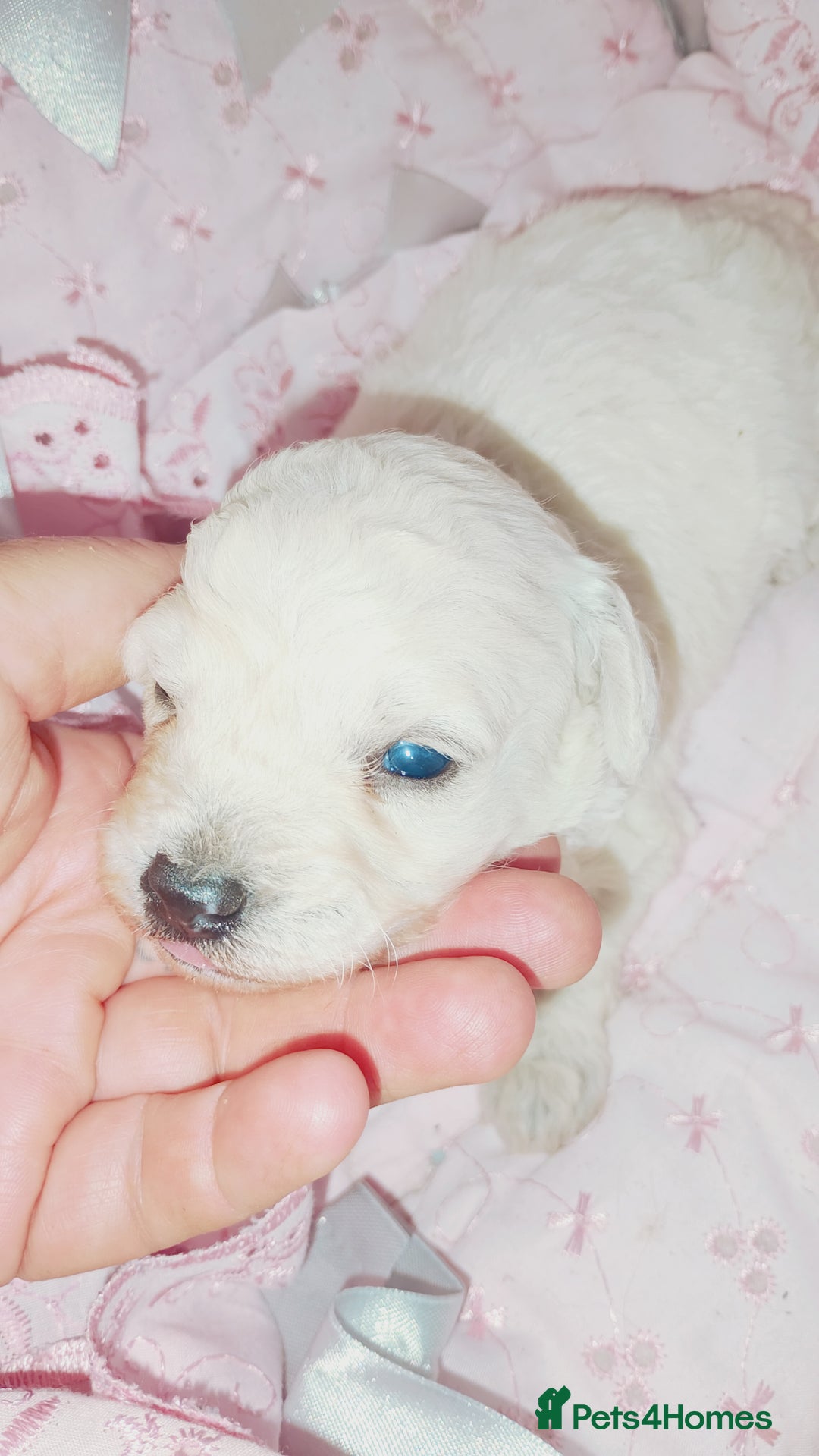 Miniature Poodle dogs for sale: Miniature poodle  - Image 3