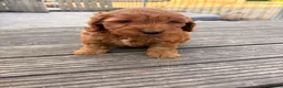 Cockapoo dogs for sale: F1 stunning cockapoos  - Advert 6