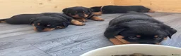 Rottweiler dogs for sale: Champion German Rottweiler Puppies - Advert 8