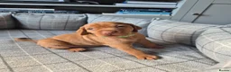 Hungarian Vizsla dogs for sale: LAST GIRL Striking Hungarian Vizsla Pup 1.6% COI in Evesham - Advert 1