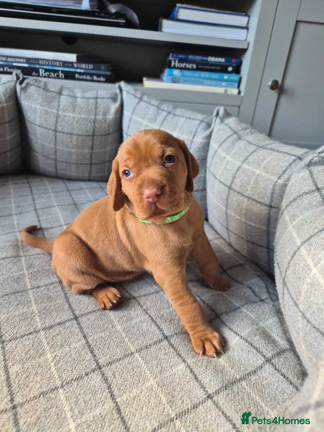 Hungarian Vizsla dogs for sale: LAST GIRL Striking Hungarian Vizsla Pup 1.6% COI in Evesham - Advert 1