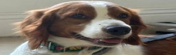 Brittany Spaniel dogs for adoption: RESERVED - Elvis, Brittany Cross, aged 1 in Bedford - Advert 19